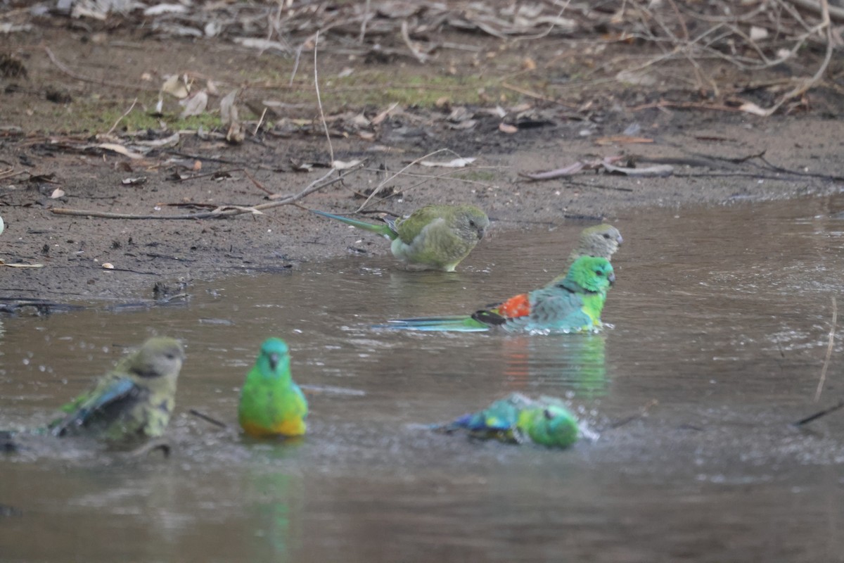 Red-rumped Parrot - ML620284161