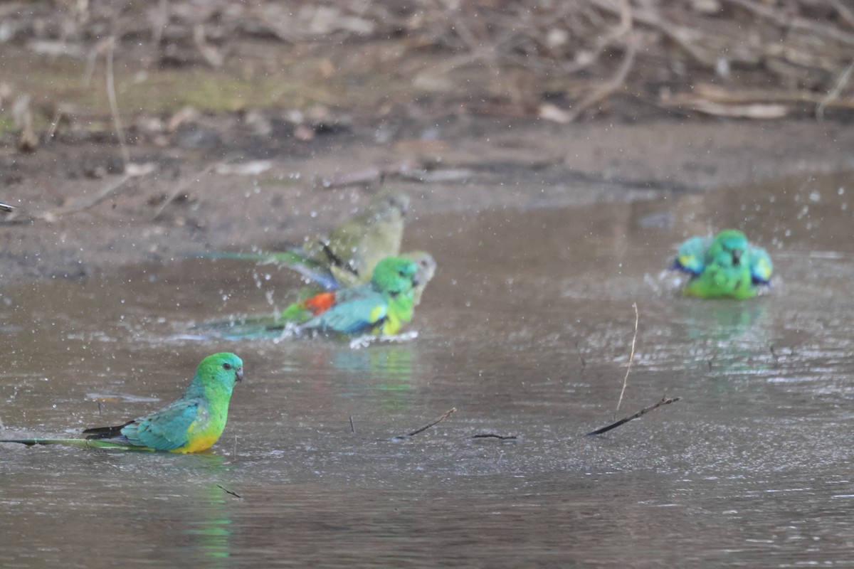 Red-rumped Parrot - ML620284162