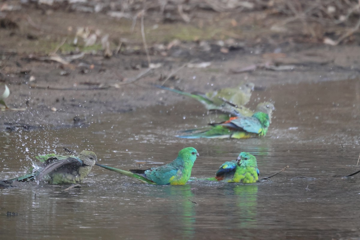 Red-rumped Parrot - ML620284163