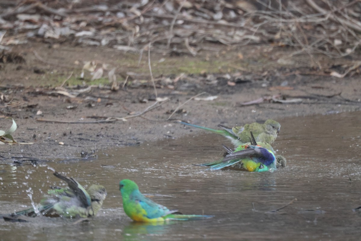Red-rumped Parrot - ML620284165
