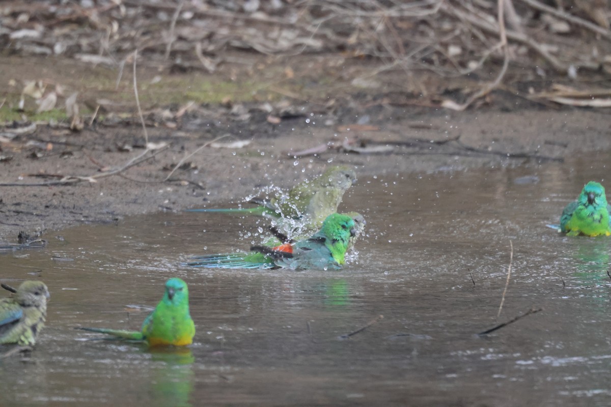 Red-rumped Parrot - ML620284166