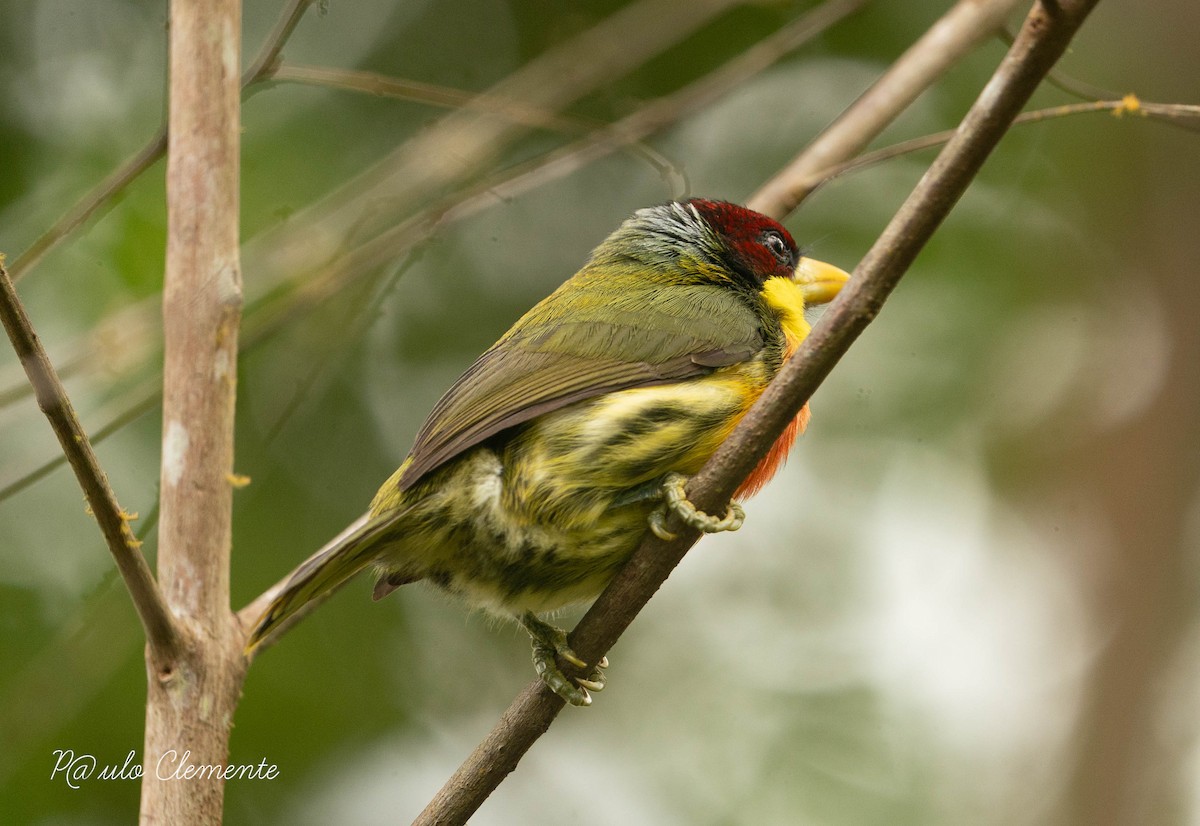 Lemon-throated Barbet - ML620284173