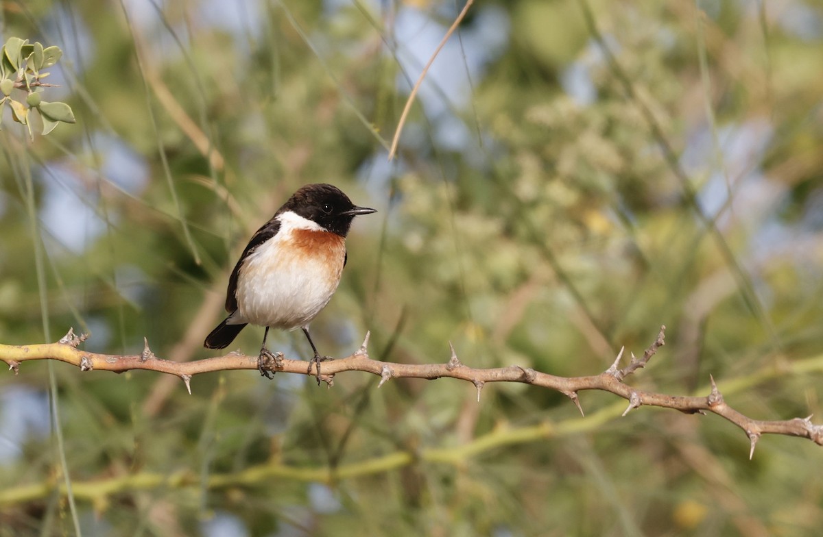 African Stonechat - ML620284174