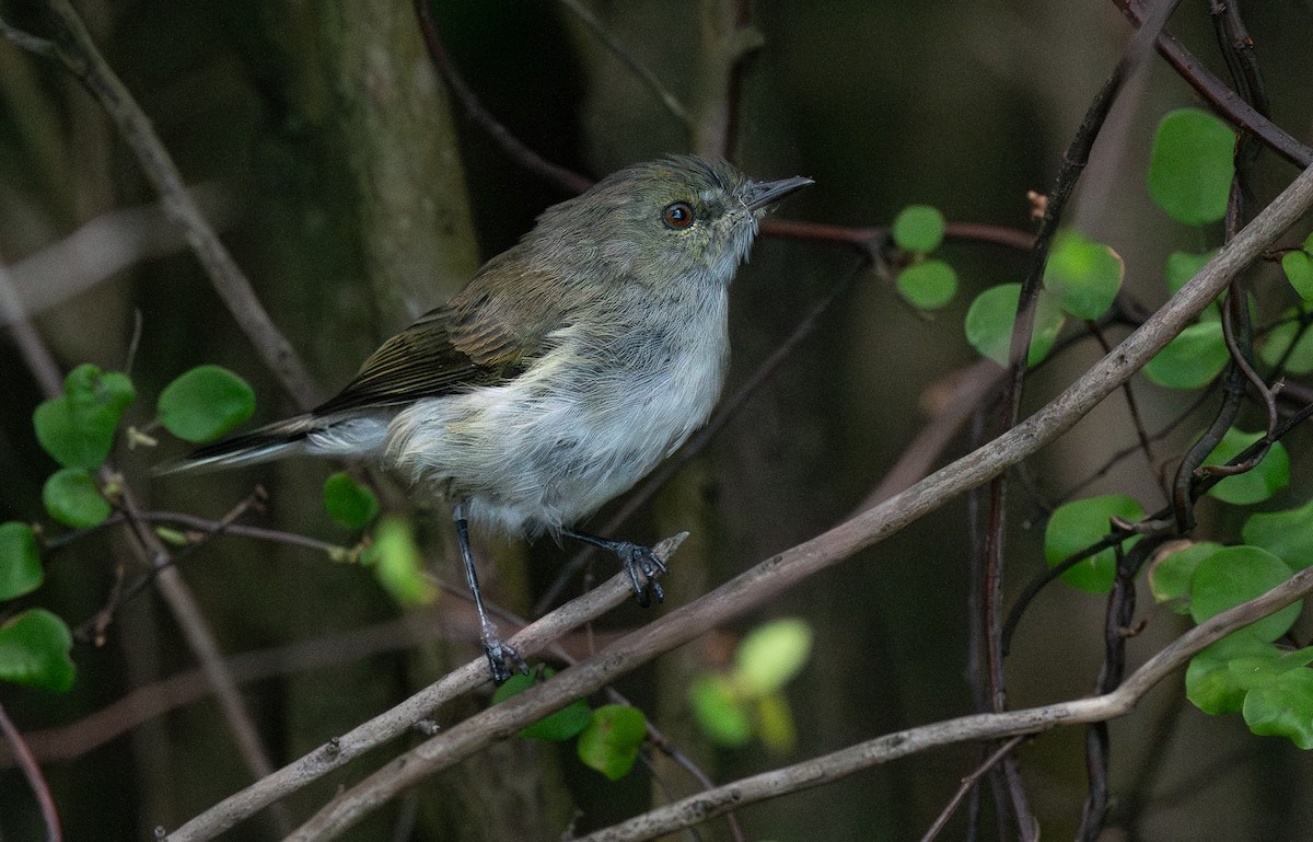 Gray Gerygone - ML620284175