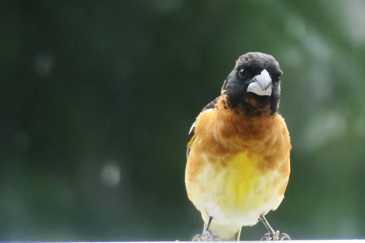 Black-headed Grosbeak - ML620284178