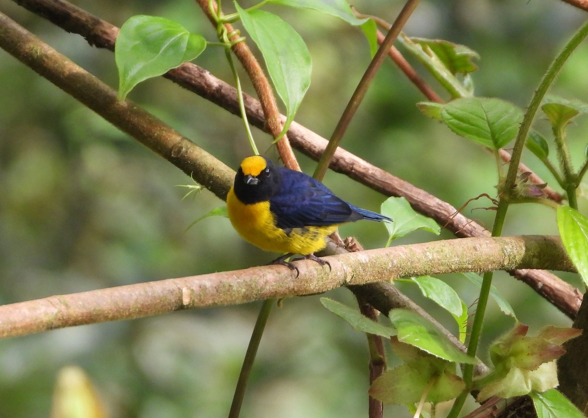 Orange-bellied Euphonia - ML620284179