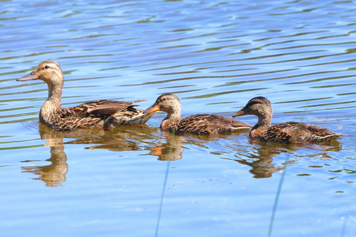 Canard colvert - ML620284182