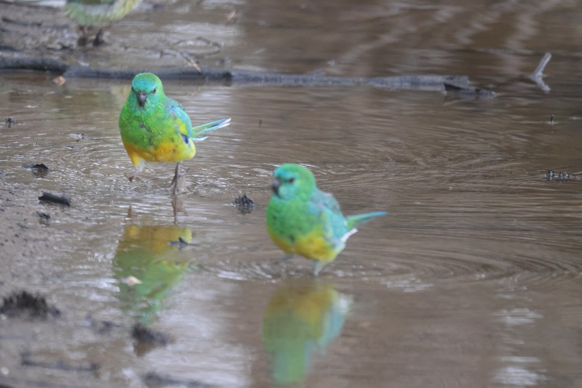 Red-rumped Parrot - ML620284183