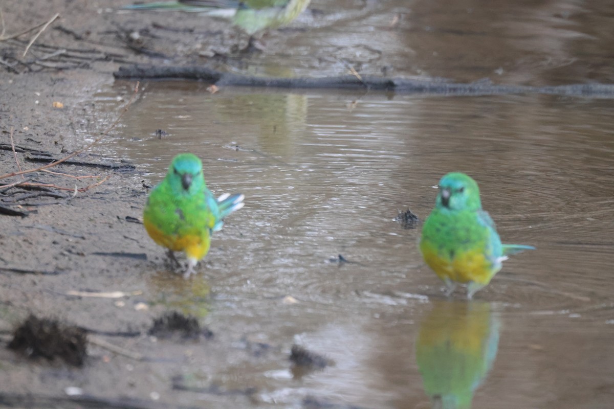 Red-rumped Parrot - ML620284184