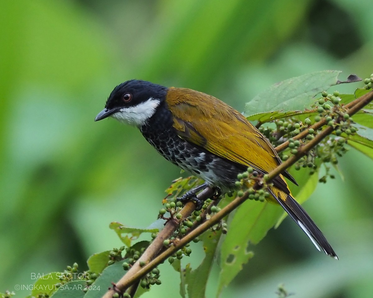 Scaly-breasted Bulbul - Ingkayut Sa-ar