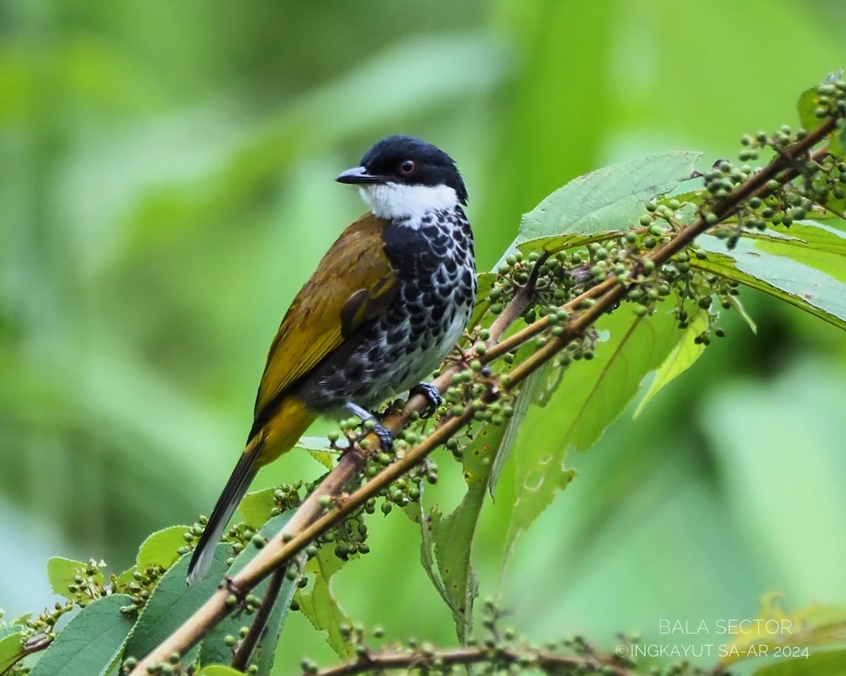 Scaly-breasted Bulbul - ML620284186