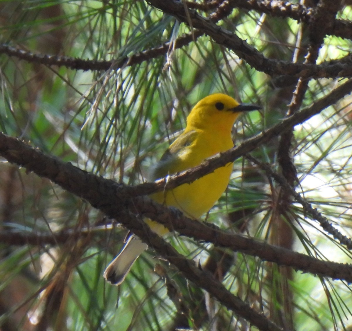 Prothonotary Warbler - ML620284193