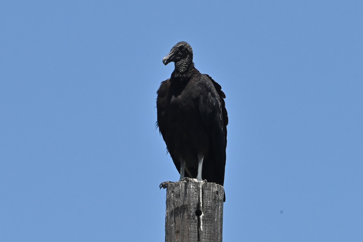 Black Vulture - ML620284195