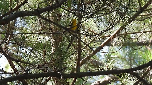 Prothonotary Warbler - ML620284197