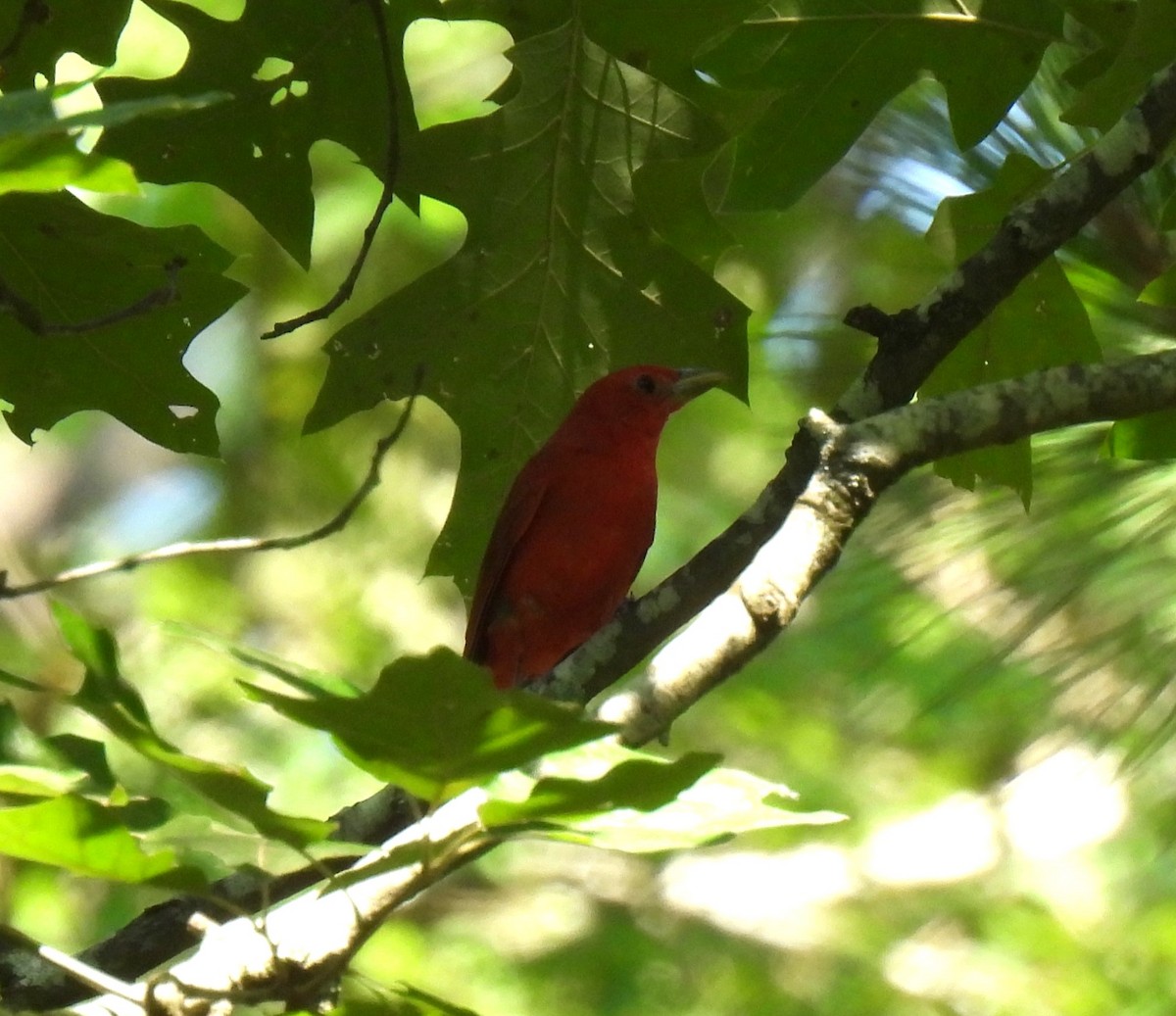 Piranga Roja - ML620284198