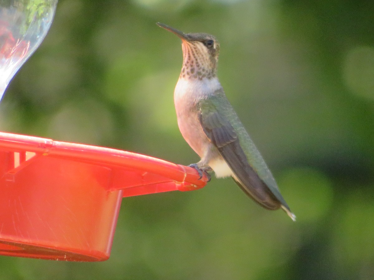 Ruby-throated/Black-chinned Hummingbird - ML620284199