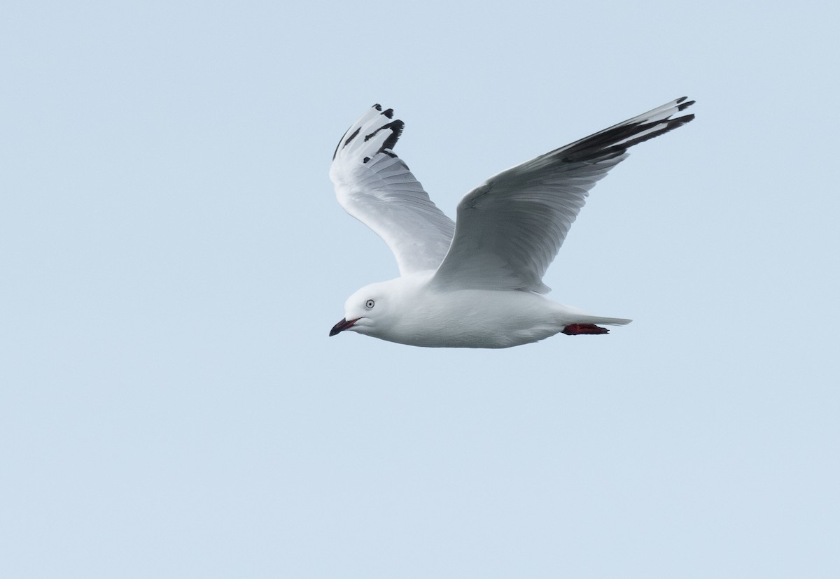 Black-billed Gull - ML620284202