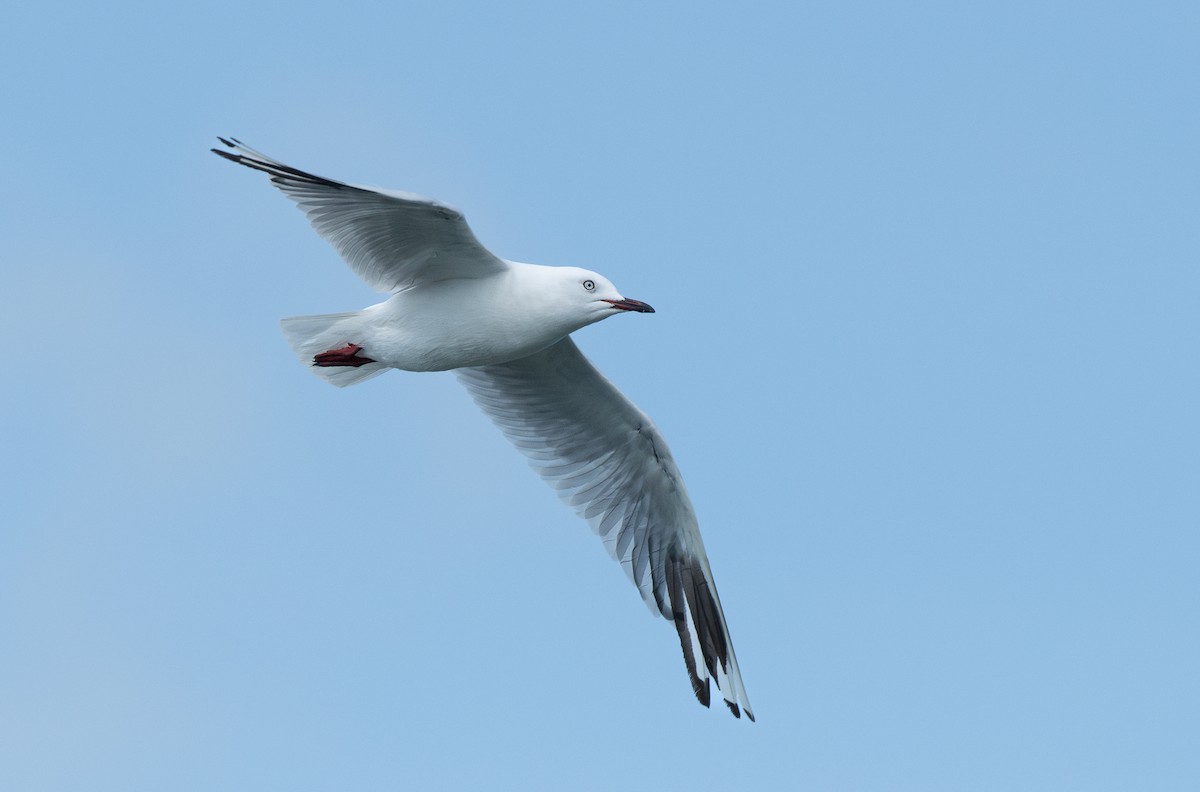 Gaviota Maorí - ML620284203