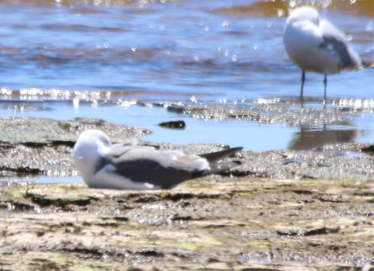 Black-tailed Gull - Dan Fox