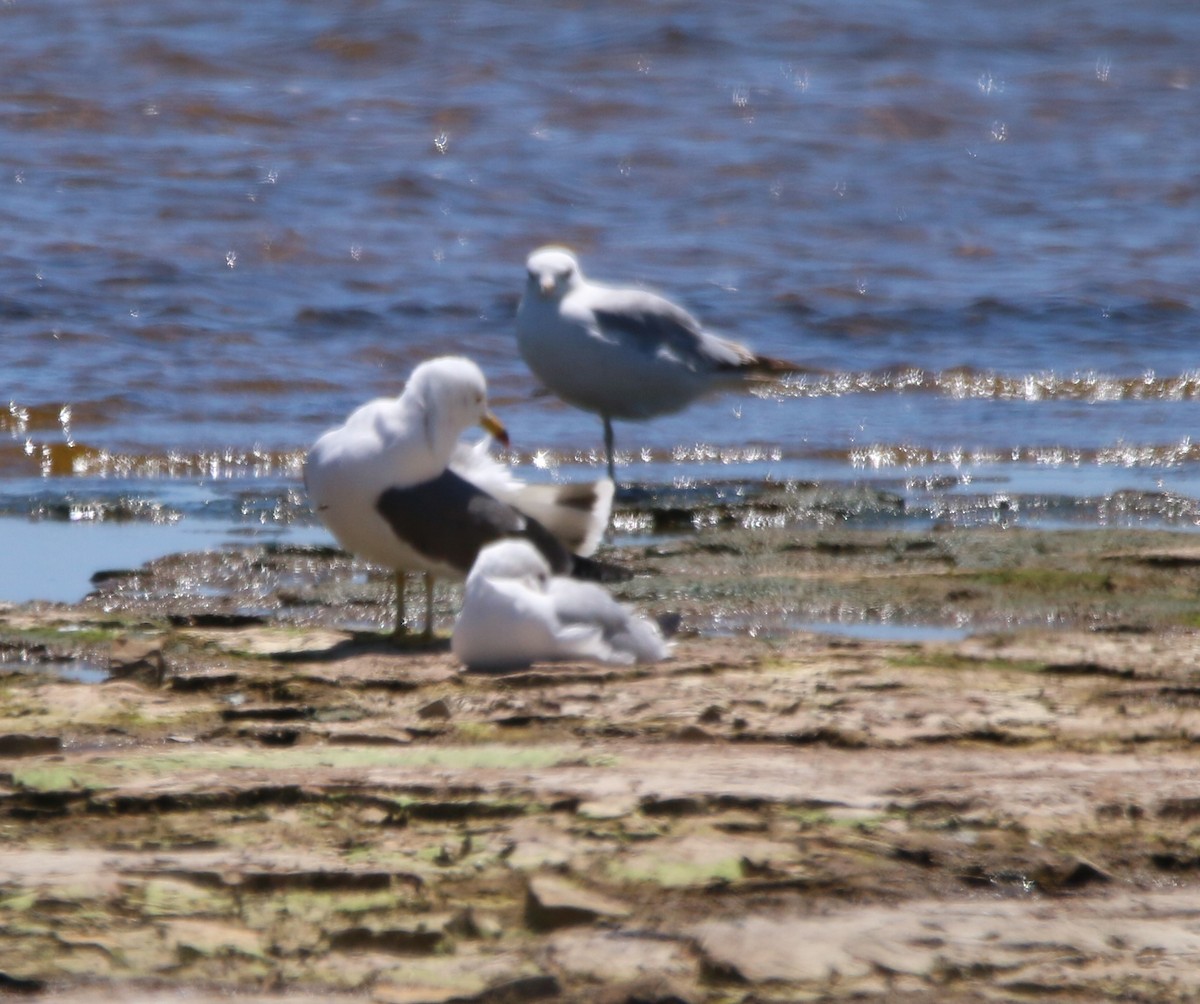 Black-tailed Gull - ML620284213