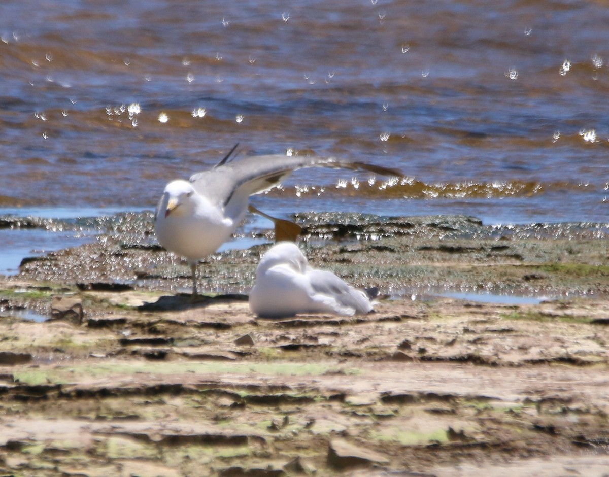 Black-tailed Gull - ML620284214