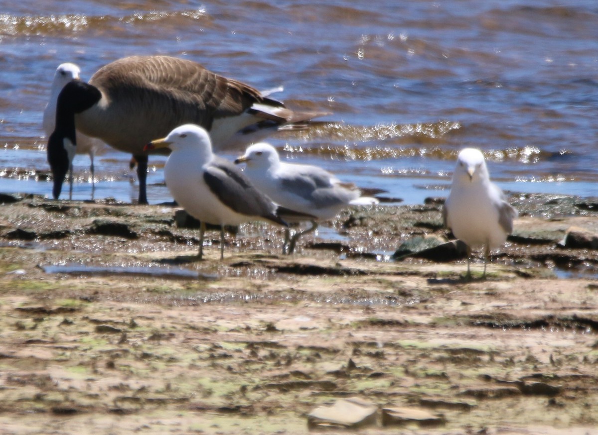 Black-tailed Gull - ML620284215