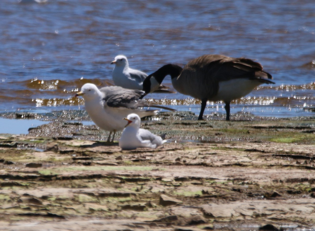 Black-tailed Gull - ML620284216