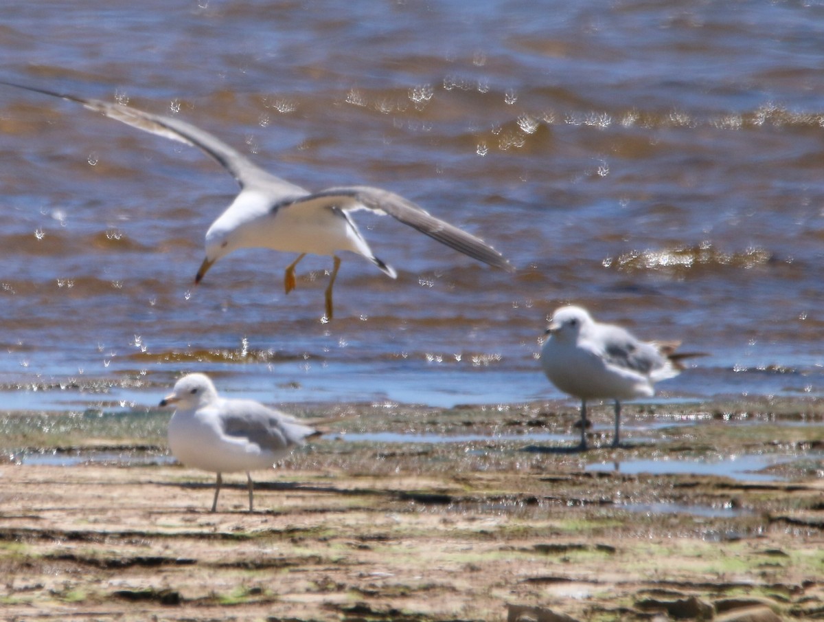 Black-tailed Gull - ML620284217