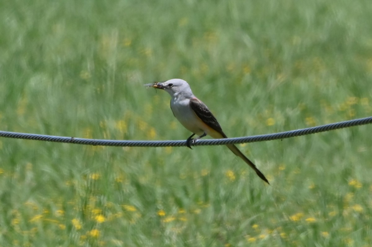 Scissor-tailed Flycatcher - ML620284227