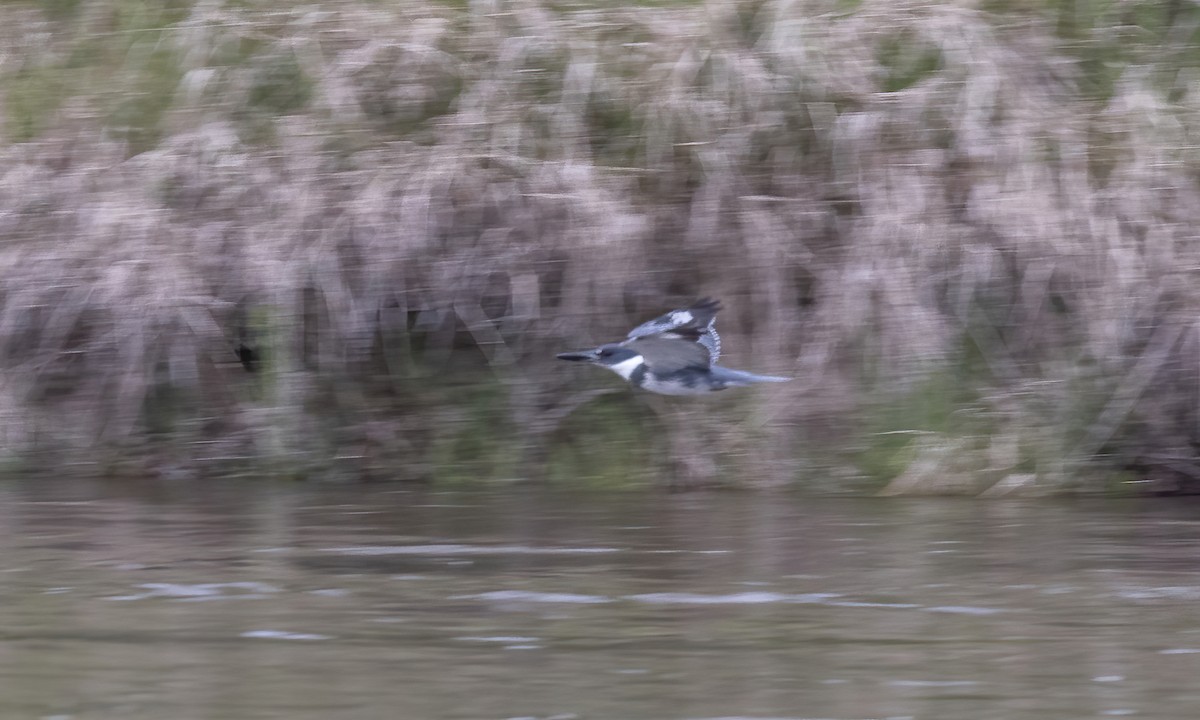 Belted Kingfisher - ML620284228