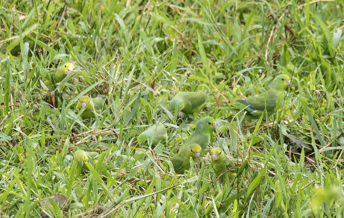 Cobalt-rumped Parrotlet - ML620284231