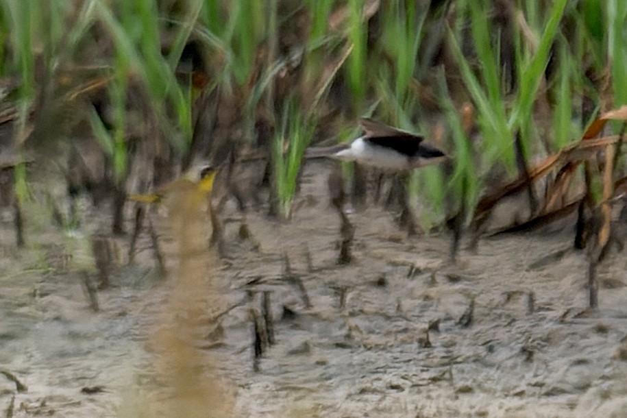 Golondrina Bicolor - ML620284240