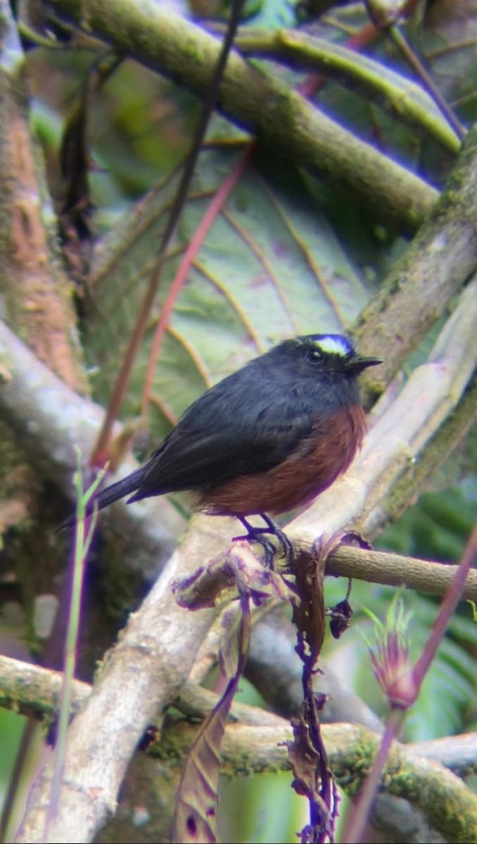 Chestnut-bellied Chat-Tyrant - ML620284244