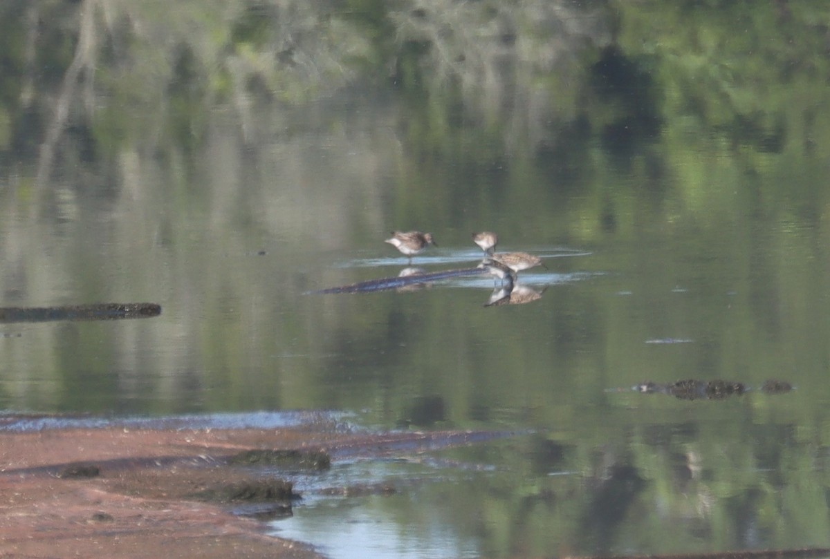 White-rumped Sandpiper - ML620284251