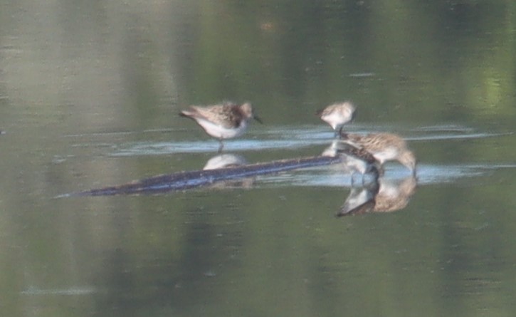 White-rumped Sandpiper - ML620284252