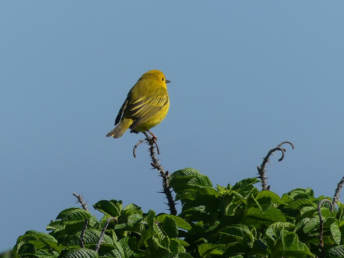 Paruline jaune - ML620284255