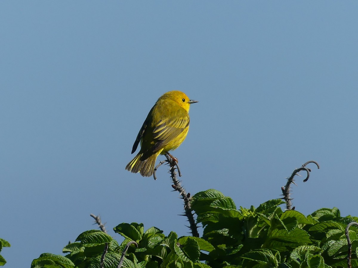 Paruline jaune - ML620284256