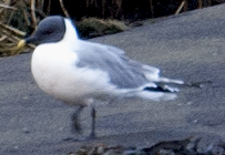 Sabine's Gull - ML620284259