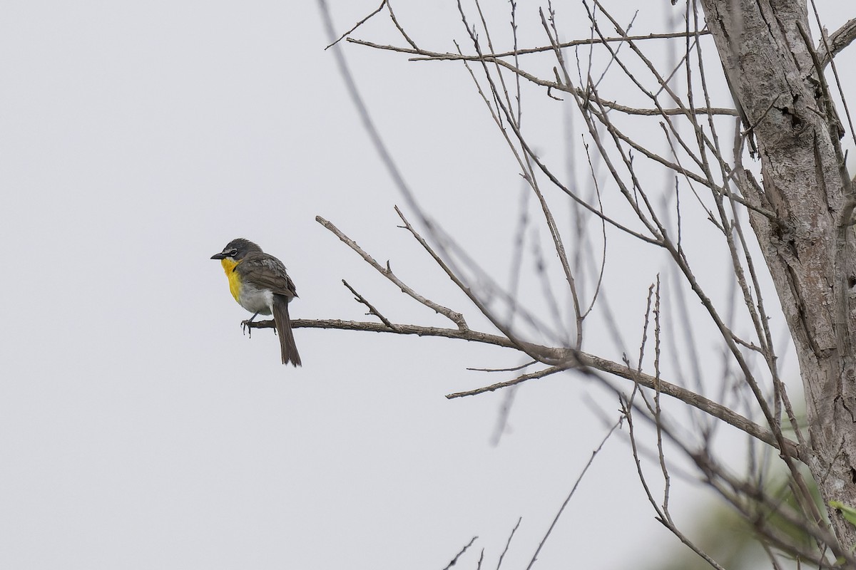 Yellow-breasted Chat - ML620284261