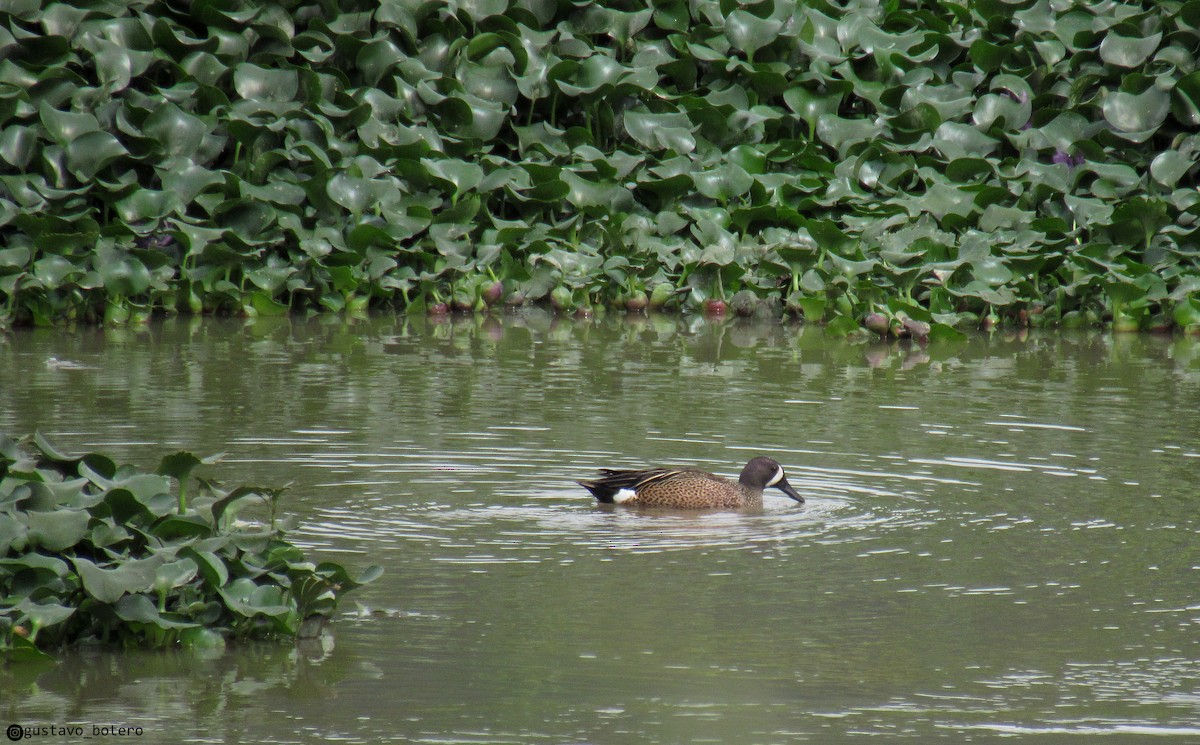 Blue-winged Teal - ML620284277