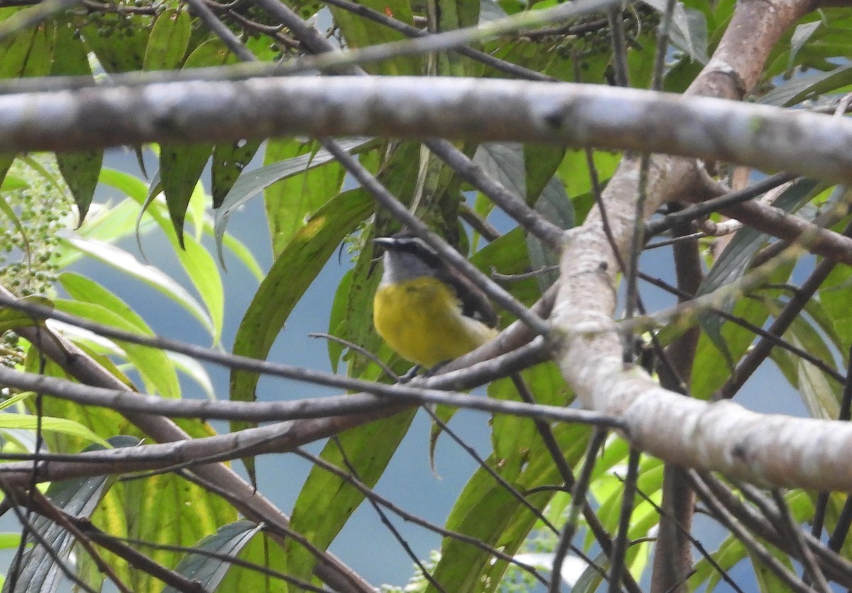 Sucrier à ventre jaune - ML620284282