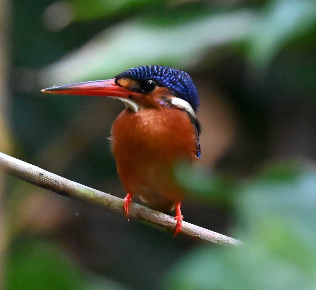 Blue-eared Kingfisher - ML620284283