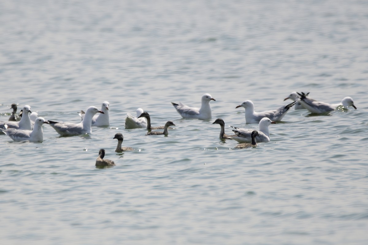 Hoary-headed Grebe - ML620284284