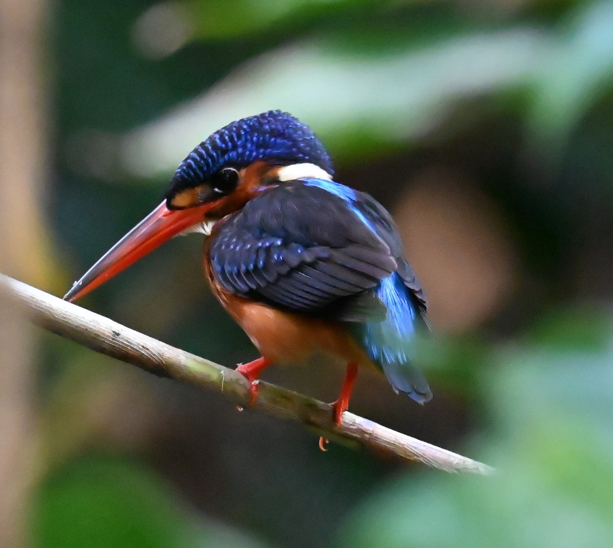 Blue-eared Kingfisher - ML620284291