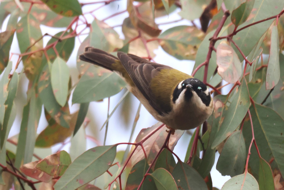 Black-chinned Honeyeater - ML620284292