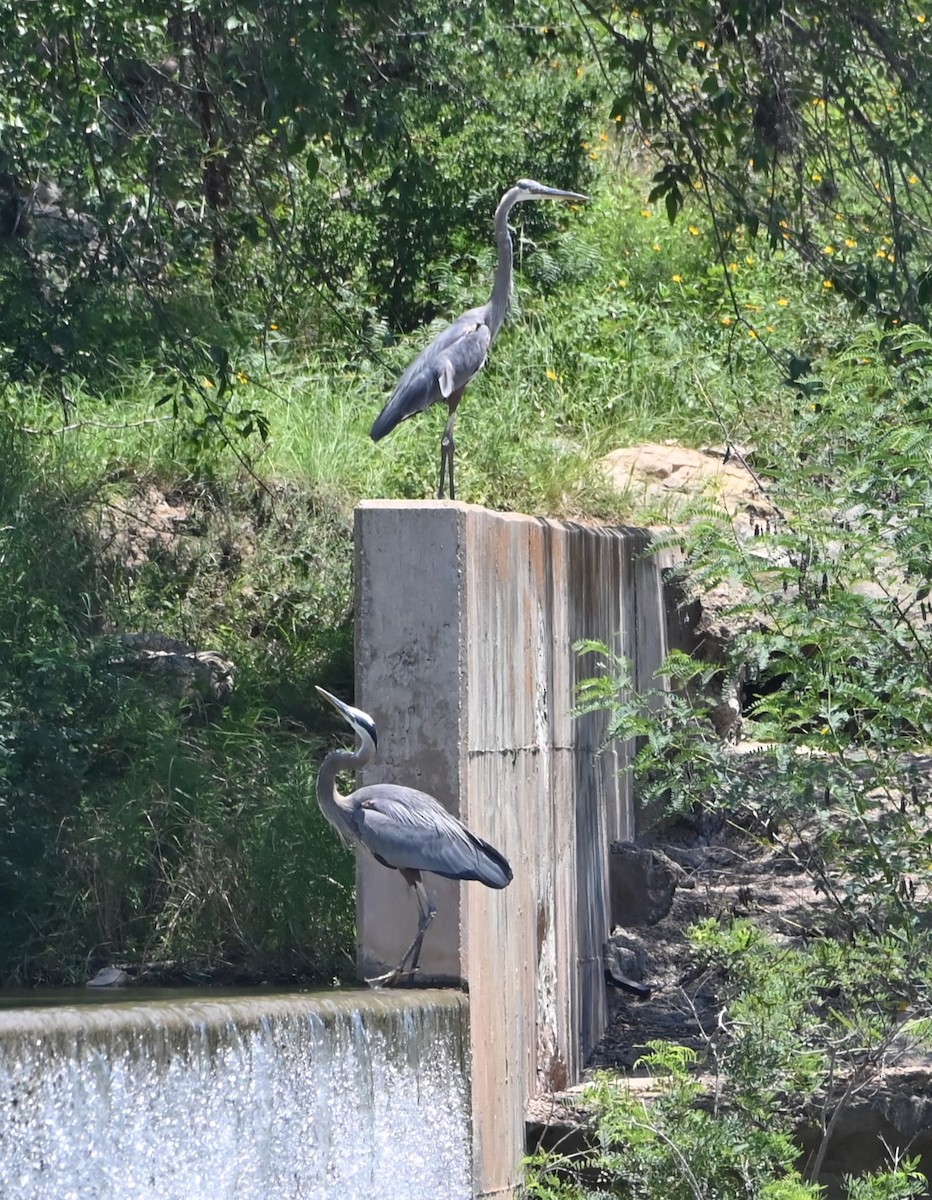 Great Blue Heron - Jim Highberger