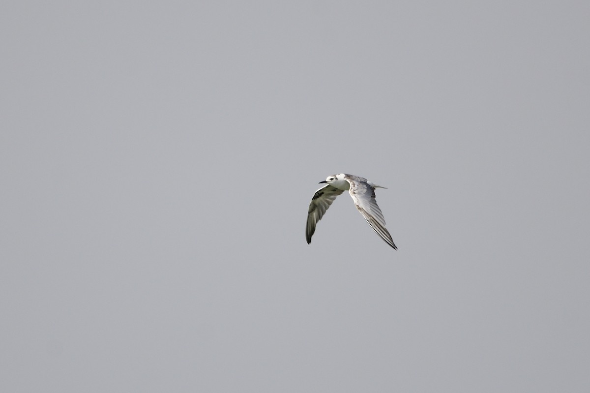 White-winged Tern - ML620284297