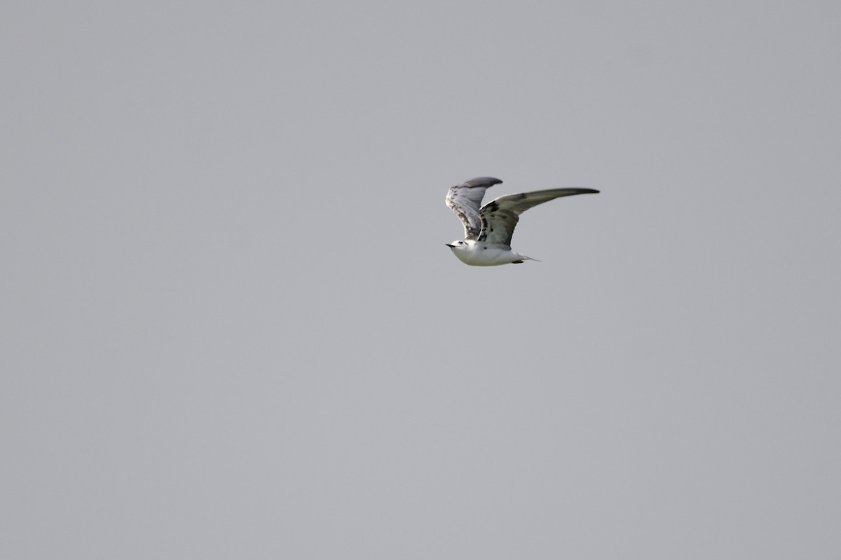 White-winged Tern - ML620284298