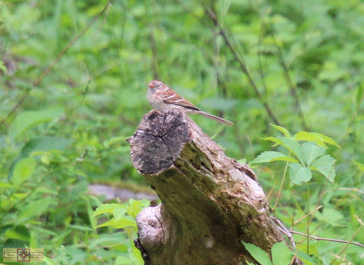 Field Sparrow - ML620284302