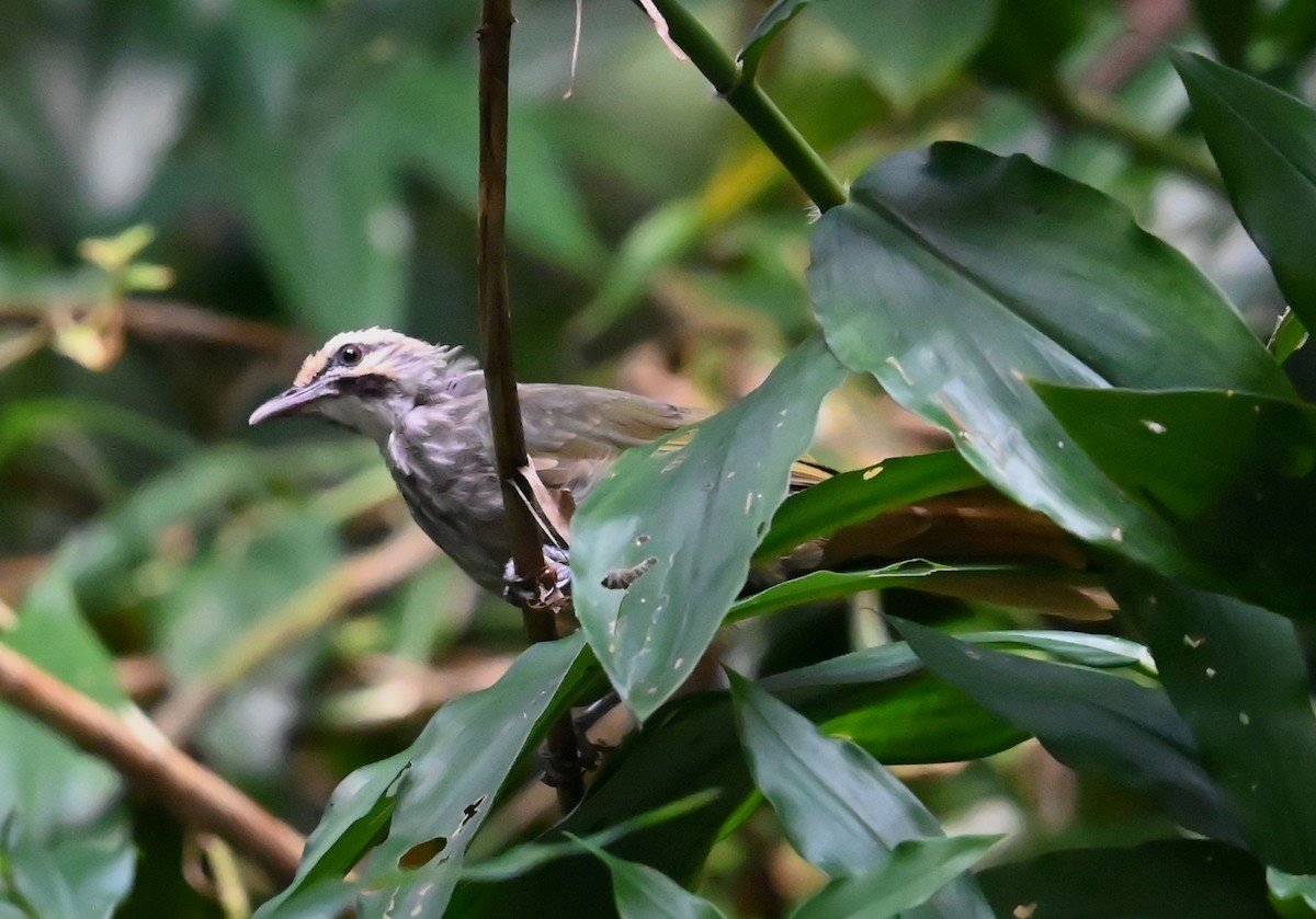 Bulbul à tête jaune - ML620284303